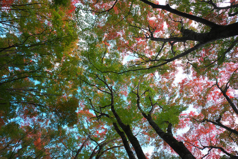 紅葉模様’20 #1_c0067040_22540060.jpg