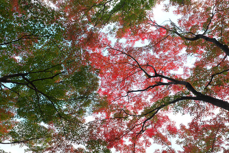 紅葉模様’20 #1_c0067040_22542641.jpg