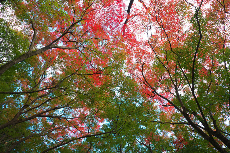 紅葉模様’20 #1_c0067040_22545154.jpg