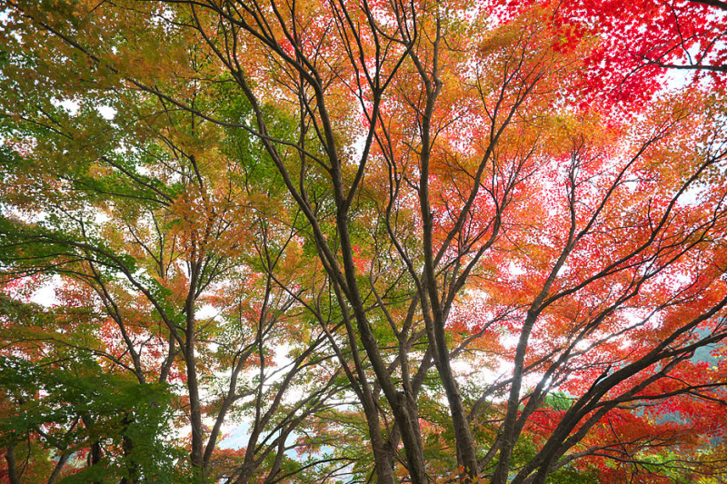 紅葉模様’20 #1_c0067040_22551601.jpg