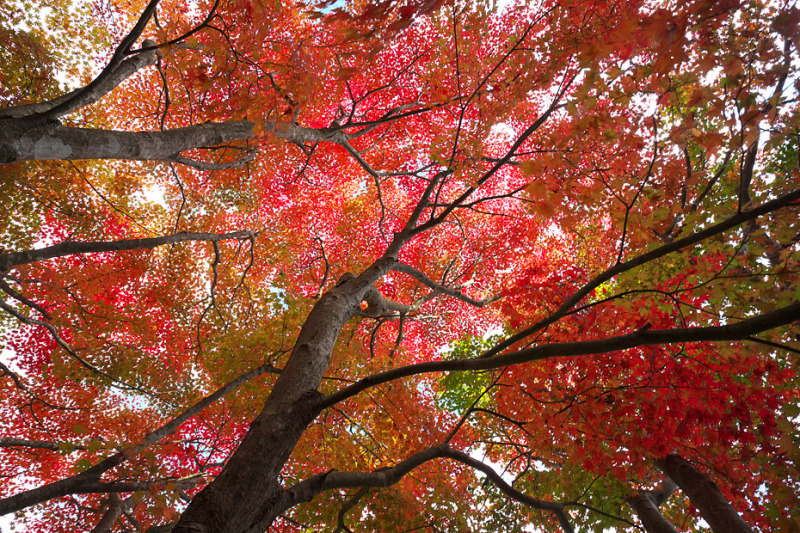 紅葉模様’20 #1_c0067040_22554334.jpg