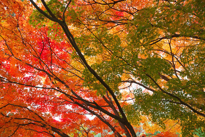 紅葉模様’20 #1_c0067040_22560299.jpg