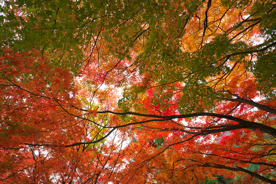紅葉模様’20 #1_c0067040_22561219.jpg