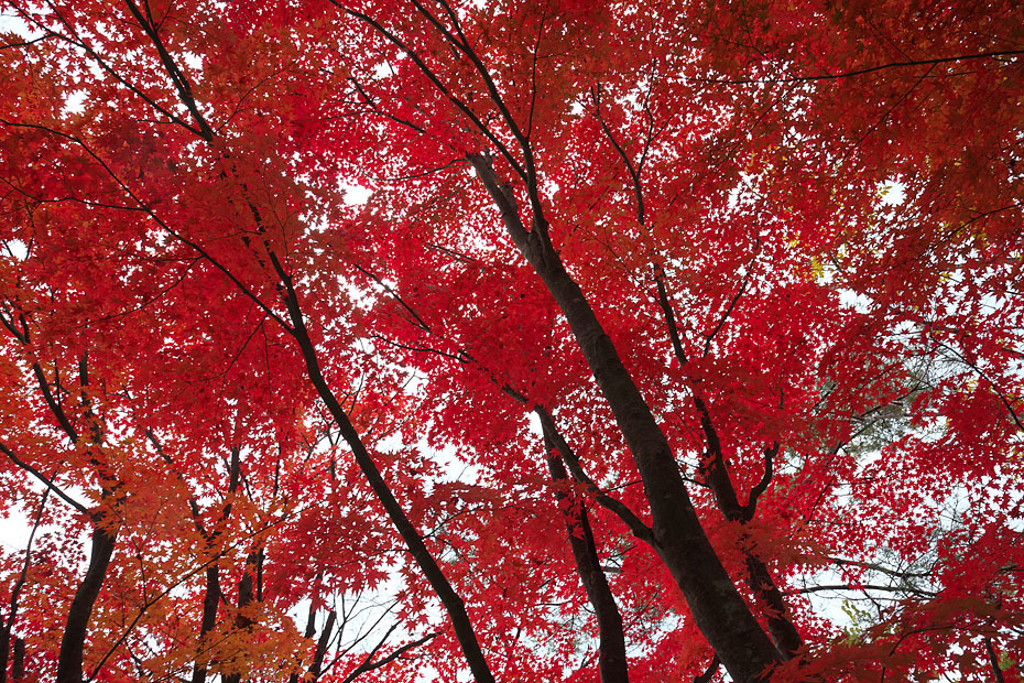 紅葉模様’20 #1_c0067040_22561930.jpg