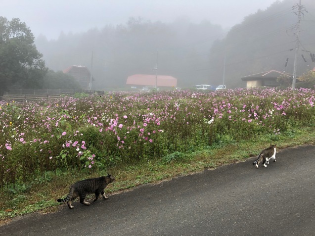 最後の柿・・そして最高の柿　11/26_b0214652_10481841.jpg