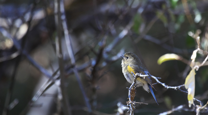 この季節　定番の鳥さんは・・・。_c0217255_19071324.jpg