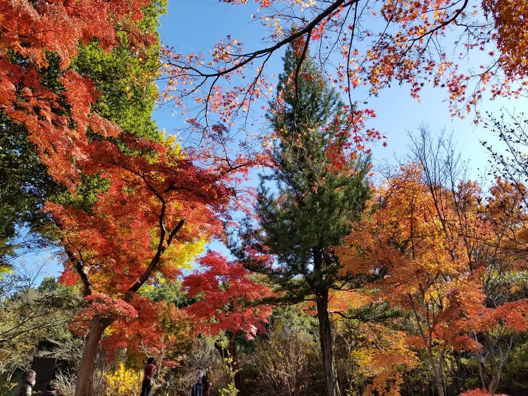 高崎 少林山達磨寺 群馬で紅葉名所ランキング第2位 ぴきょログ 軽井沢でぐーたら生活 高崎 少林山達磨寺 群馬で紅葉名所ランキング第2位 ぴきょログ 軽井沢でぐーたら生活