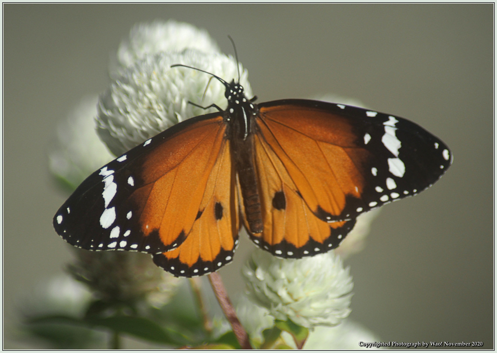 オオカバマダラが我が家の庭に 野鳥の素顔 <野鳥と日々の出来事>
