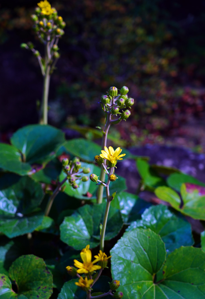 No. 1350 - 1353 「石蕗(つわぶき)の花」_c0229384_12273078.jpg