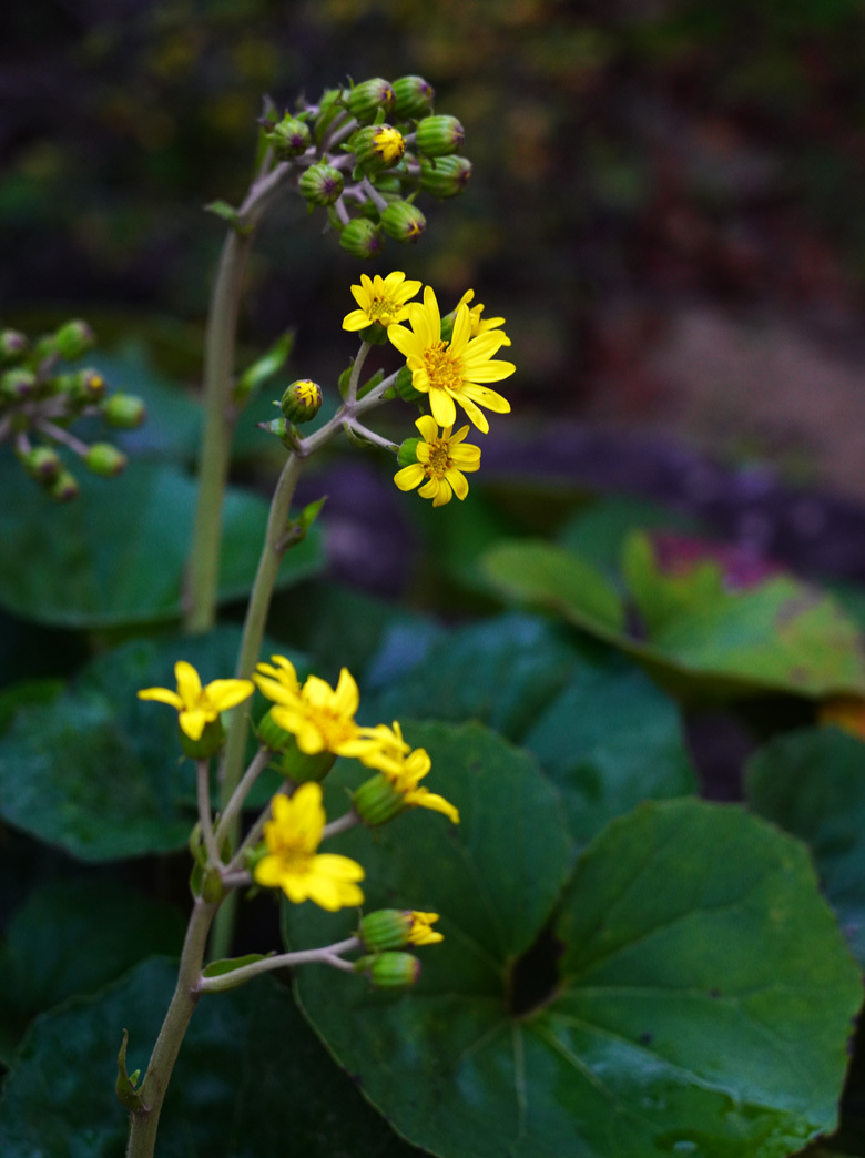 No. 1350 - 1353 「石蕗(つわぶき)の花」_c0229384_12274244.jpg