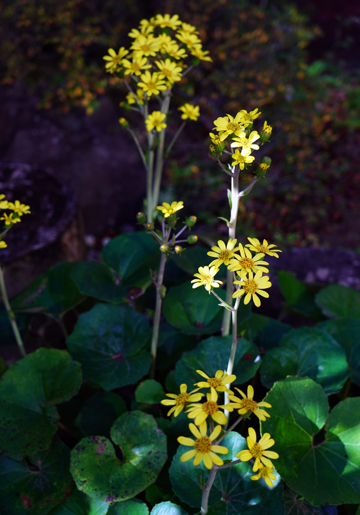 No. 1350 - 1353 「石蕗(つわぶき)の花」_c0229384_12275597.jpg