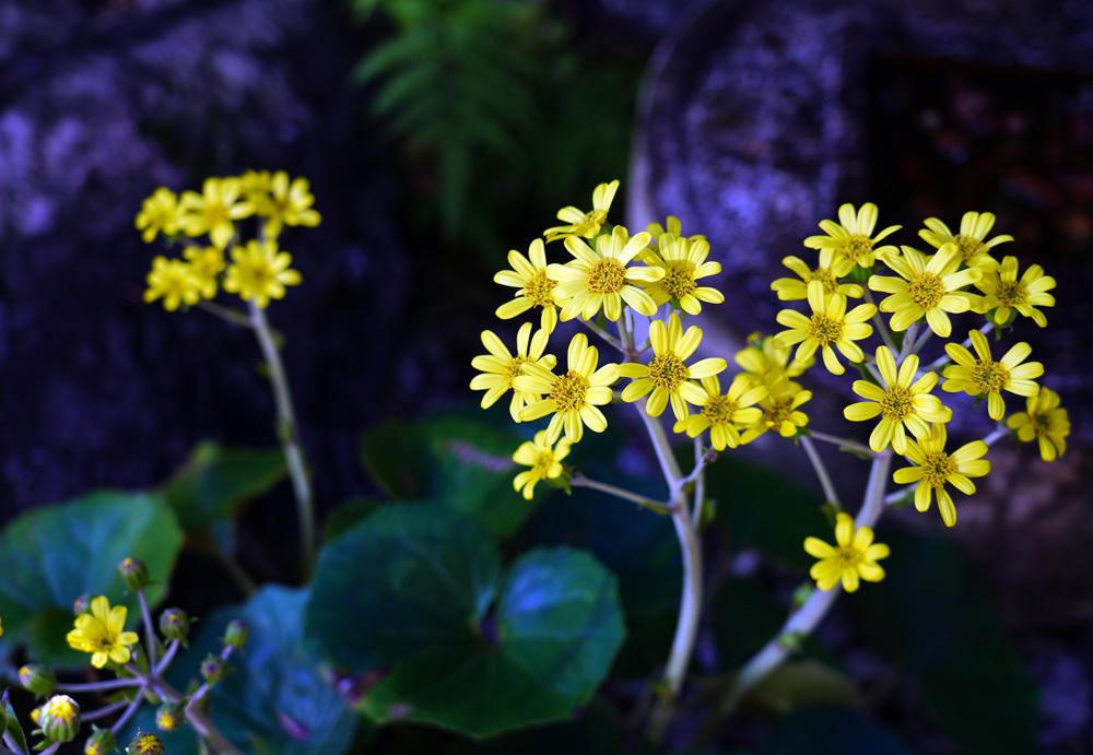 No. 1350 - 1353 「石蕗(つわぶき)の花」_c0229384_12280846.jpg