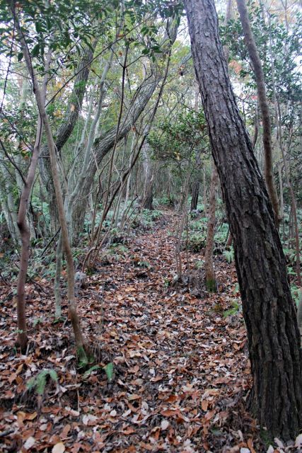 熊山登山 段谷尾根コースを登る!の巻_f0325295_14043550.jpg