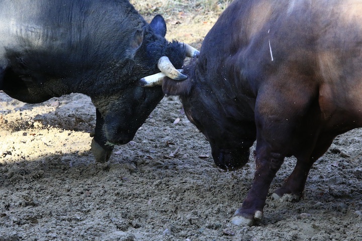 11/3 山古志闘牛 山仁-斬鉄 前編_b0016600_20395175.jpeg