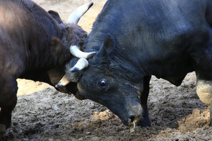 11/3 山古志闘牛 山仁-斬鉄 前編_b0016600_20413057.jpeg