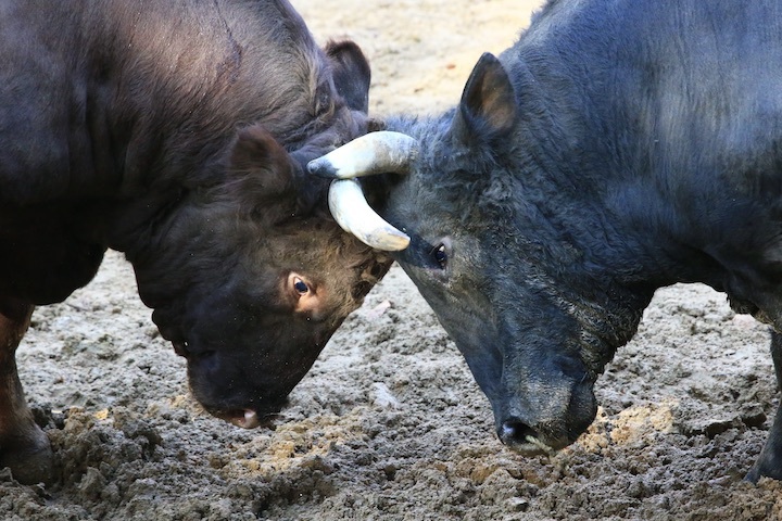 11/3 山古志闘牛 山仁-斬鉄 前編_b0016600_20415121.jpeg