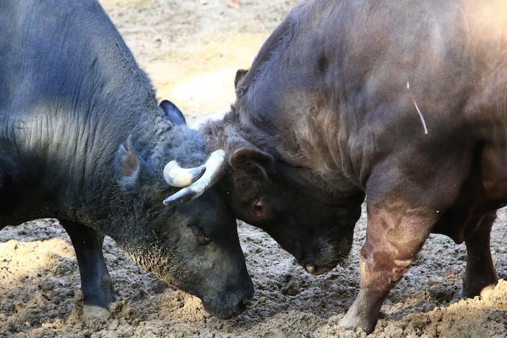 11/3 山古志闘牛 山仁-斬鉄 前編_b0016600_20423219.jpeg