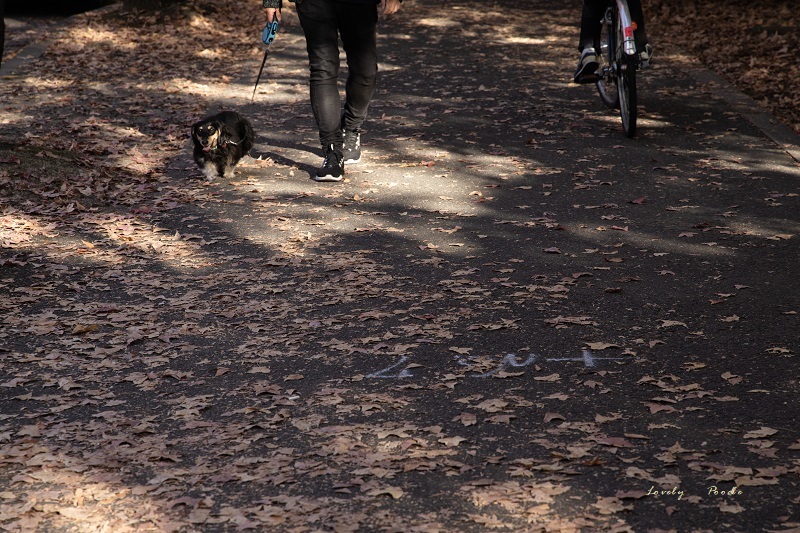 犬と暮らす ♪_d0257606_22263629.jpg