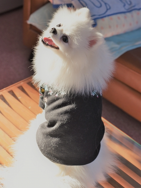 相変わらず可愛い_d0360206_23230148.jpg