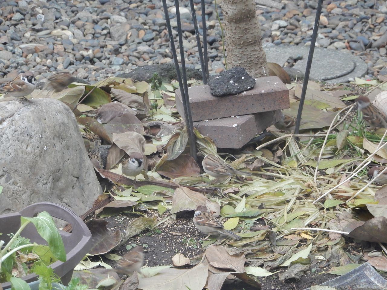 トリの中でもっとも繁栄しているスズメ目_c0025115_21513487.jpg
