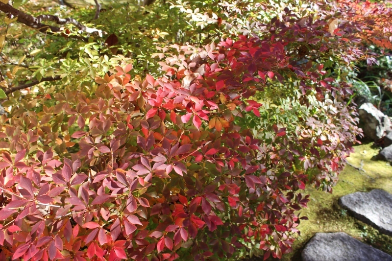 おいしい日本茶 11月_b0220318_18252918.jpg