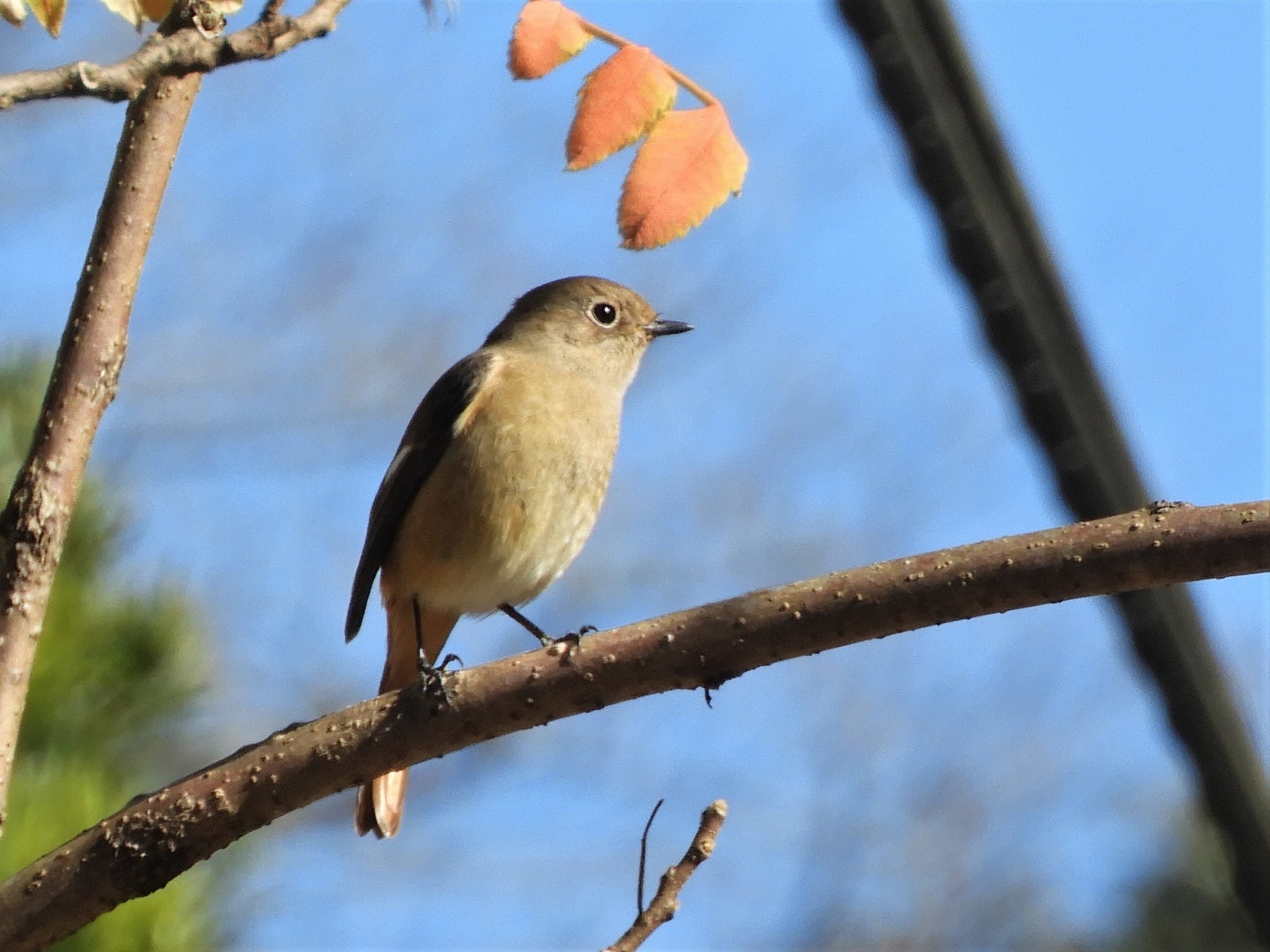 2020年11月24日 木津川沿い探鳥会 : Wing Bird 探鳥会