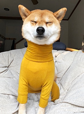 パジャマを着る犬_e0102141_17244484.jpg