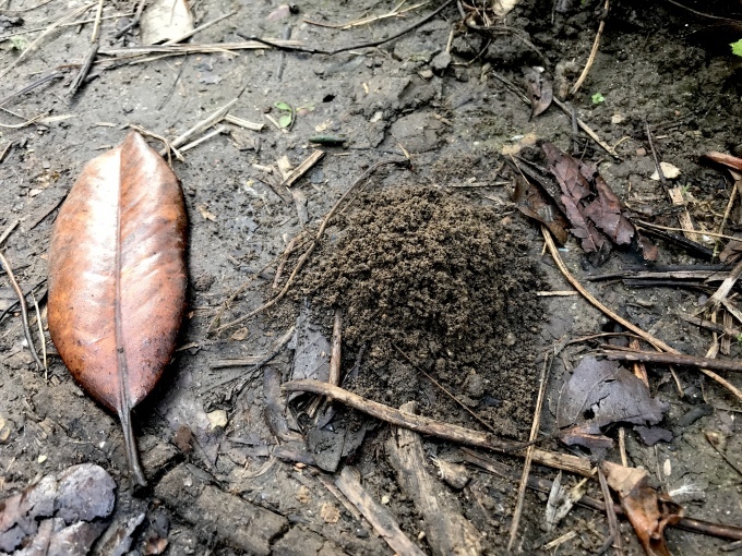 身近な紅葉_d0101846_07290473.jpeg
