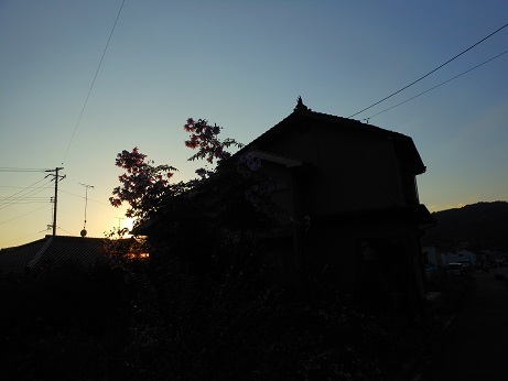 皇帝ダリアは初冬のヒマワリか_e0175370_21034753.jpg