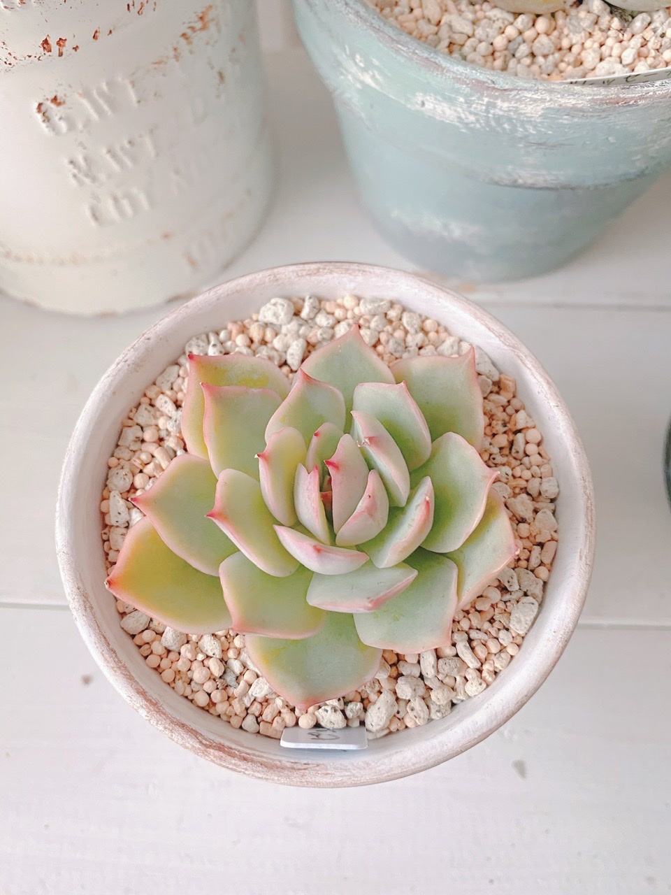 今週の可愛い多肉* : Natural style*