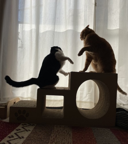 なんでそうなる(´⊙ω⊙`)_a0216583_23485482.jpeg