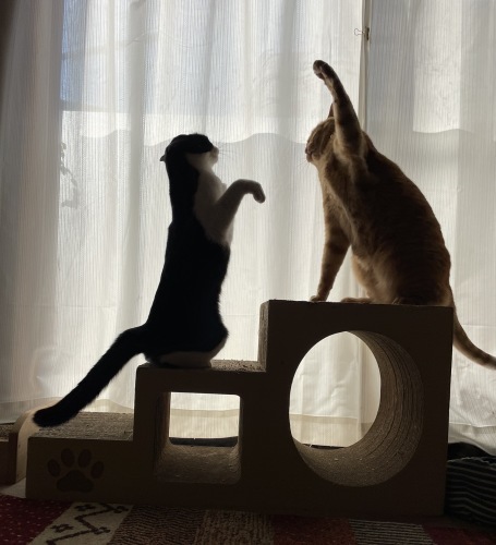 なんでそうなる(´⊙ω⊙`)_a0216583_23485752.jpeg