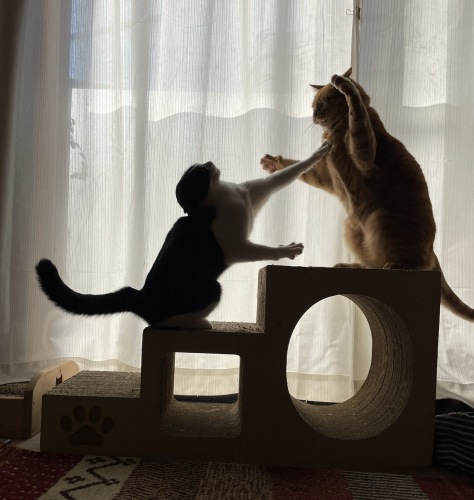 なんでそうなる(´⊙ω⊙`)_a0216583_23490106.jpeg