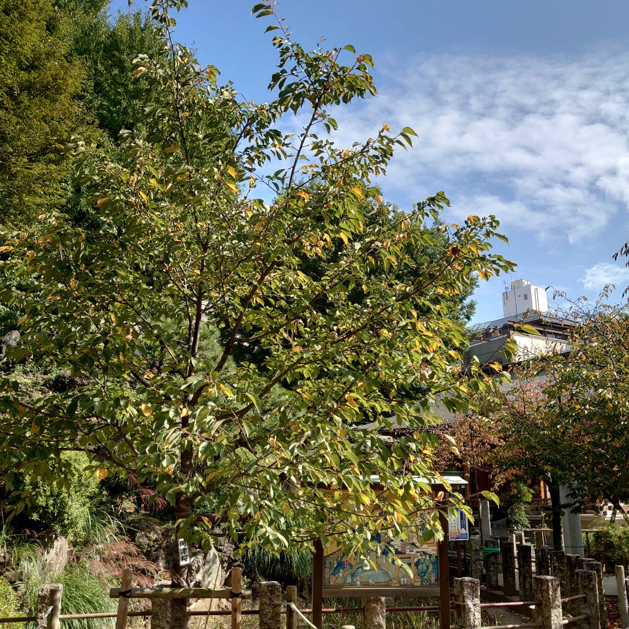 「鳩森八幡神社」_a0075684_10204300.jpg