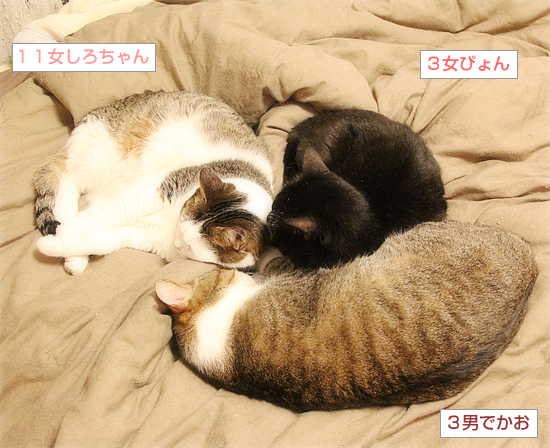 つなぐ猫_a0389088_10354815.jpg
