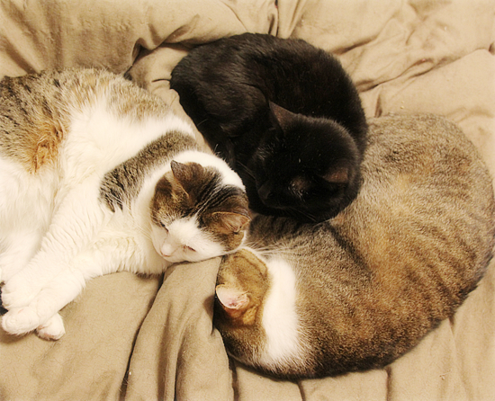 つなぐ猫_a0389088_10354920.jpg
