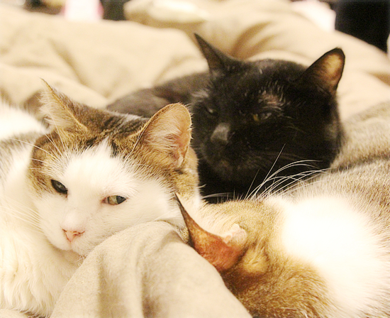 つなぐ猫_a0389088_10370626.jpg