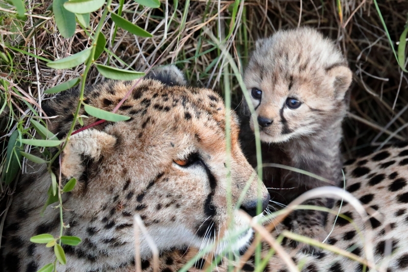 ケニアでサファリ４８ 前回 動物当てクイズのチーター赤ちゃん 旅プラスの日記