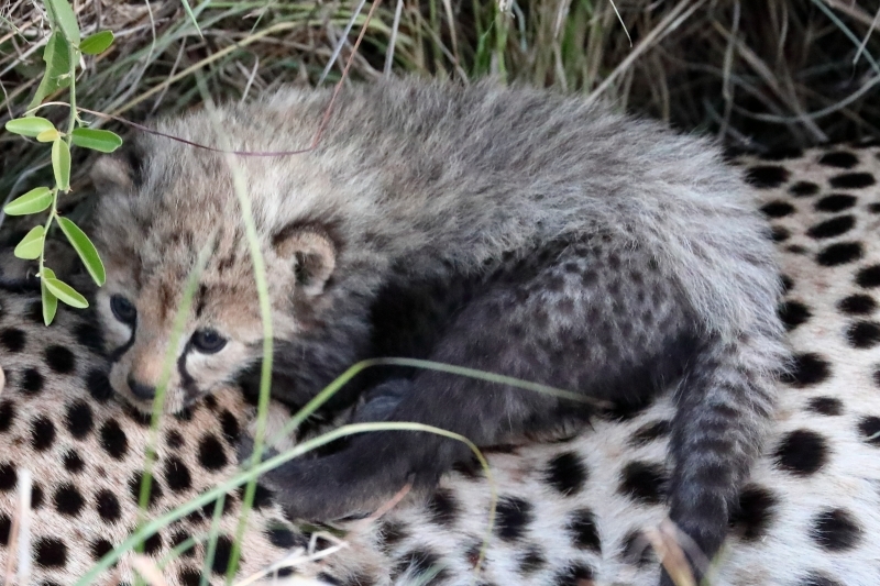 ケニアでサファリ48 前回 動物当てクイズのチーター赤ちゃん 旅プラスの日記 ケニアでサファリ48 前回 動物当てクイズのチーター赤ちゃん 旅プラスの日記