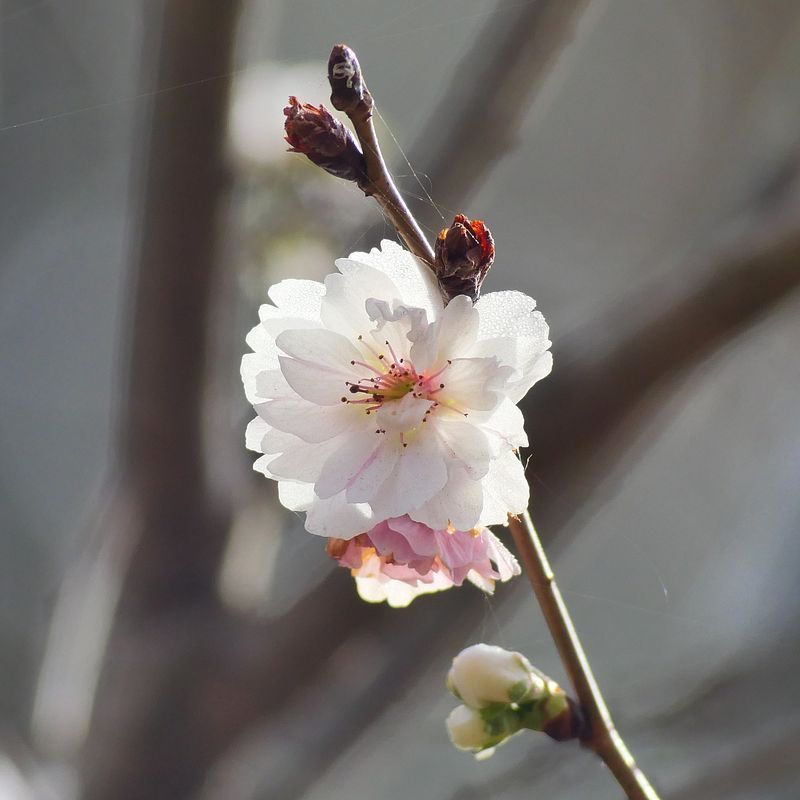 冬桜満開♪・・・太田こどもの国_a0031821_21402920.jpg