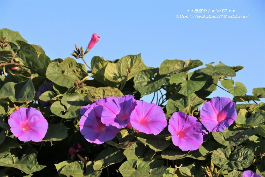 季節感がわからなくなる花の咲き方 自然のキャンバス