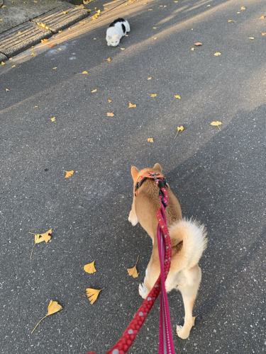 猫と遭遇したわぴ。_e0234737_18292867.jpg