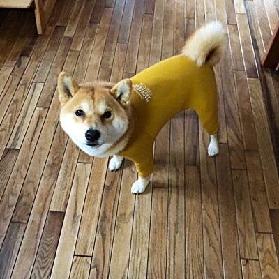 パジャマを着る犬_e0102141_15483771.jpg