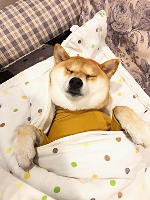 パジャマを着る犬_e0102141_15491433.jpg
