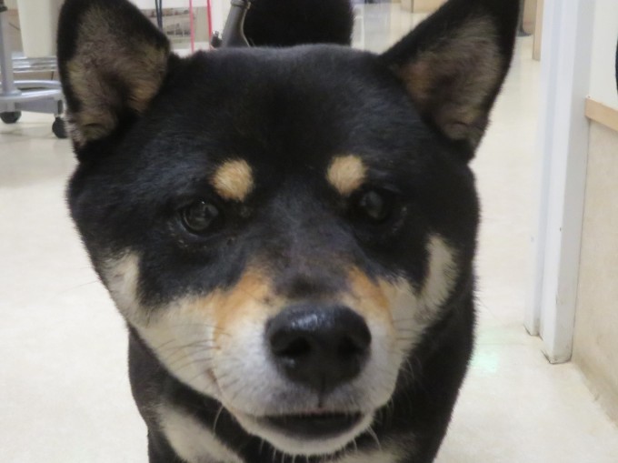 11月28日の写真_c0174644_19495518.jpg