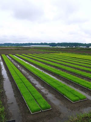 熊本の美味しいお米大好評発売中!その3 七城米 とことん手をかけて育てる匠のこだわり紹介!_a0254656_17160751.jpg