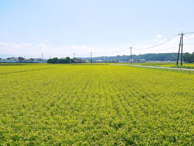 熊本の美味しいお米大好評発売中!その3 七城米 とことん手をかけて育てる匠のこだわり紹介!_a0254656_17280704.jpg