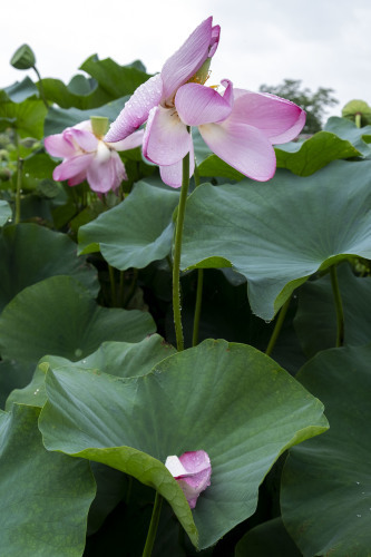 三木市　紫陽花・小野市　平池公園　2020.7.11_c0326759_14462313.jpg