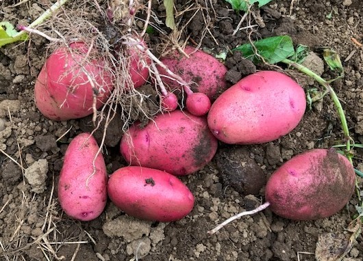 秋ジャガ試し掘り、種用ショウガ収穫：11月27日_c0014967_07160491.jpg