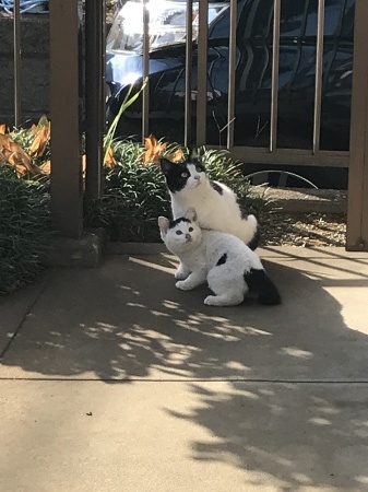 野良猫母娘との227日日記(前編)/COVID-19_a0136671_06170454.jpeg